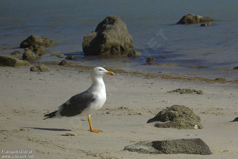 Goéland de Cortez, identification