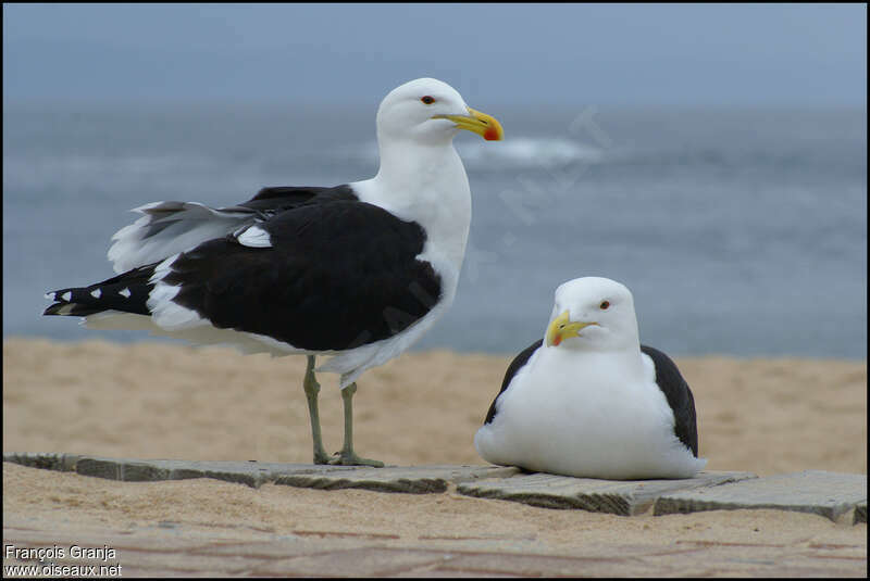 Goéland dominicainadulte nuptial, identification