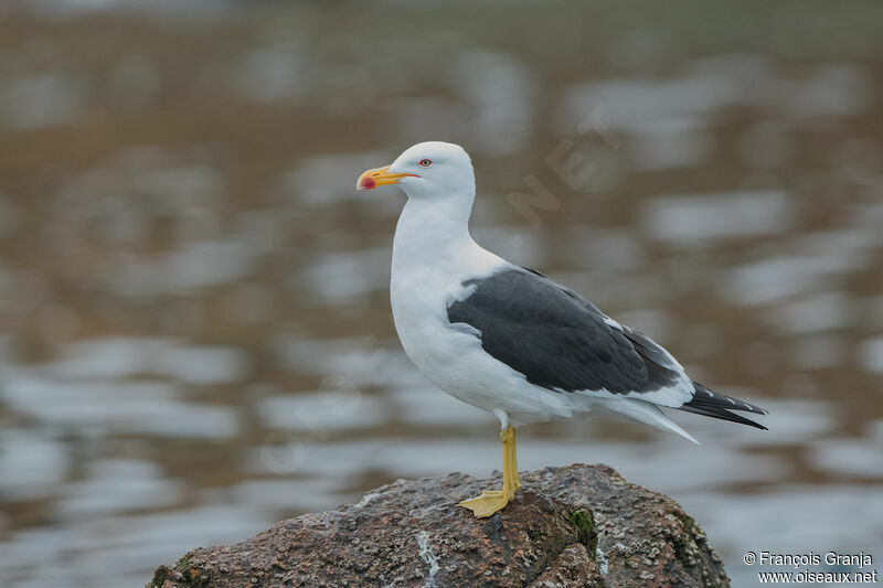 Kelp Gull