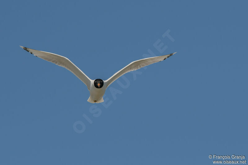 Pallas's Gull