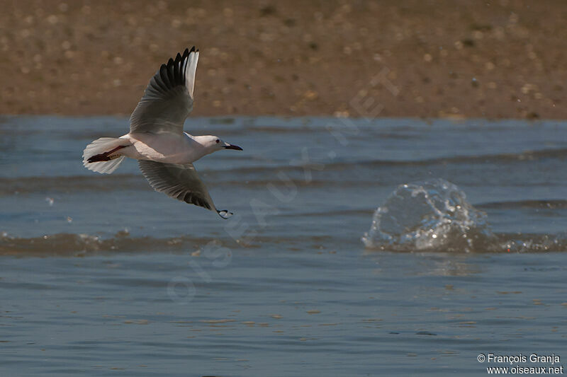 Slender-billed Gull