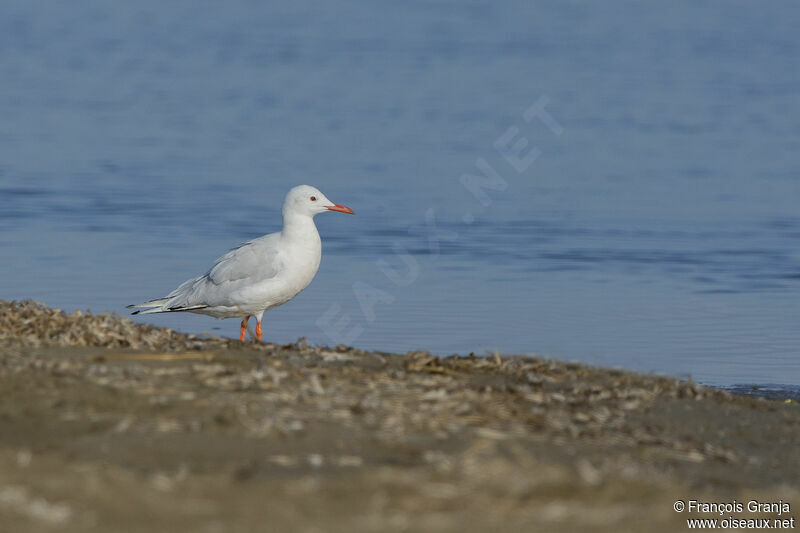 Slender-billed Gull