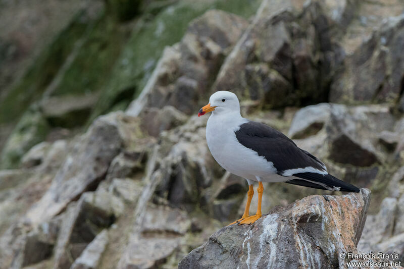 Belcher's Gull