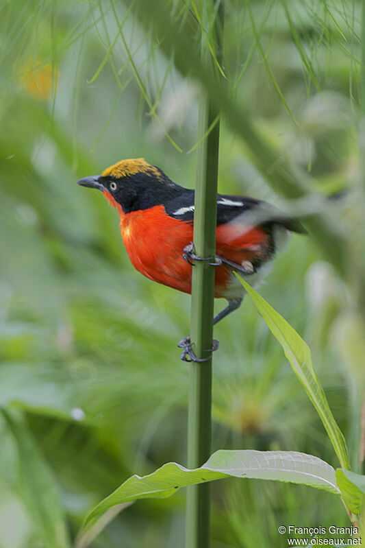 Papyrus Gonolekadult