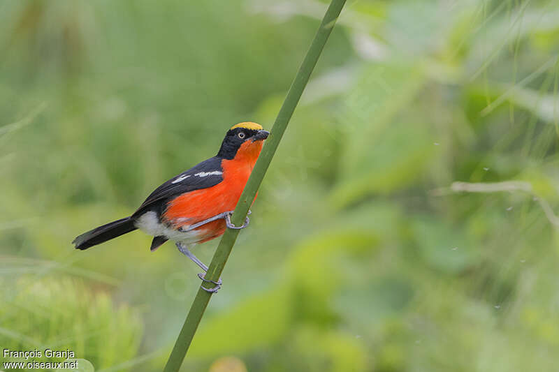 Papyrus Gonolekadult, identification