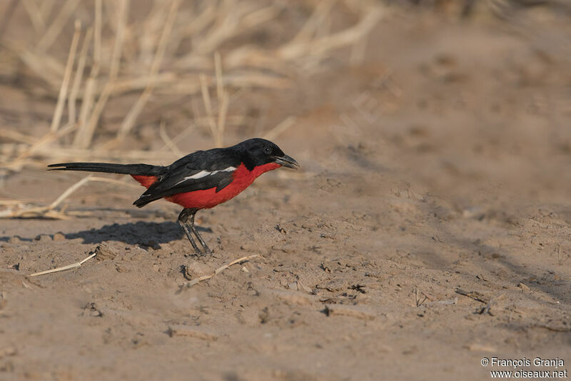 Crimson-breasted Shrike