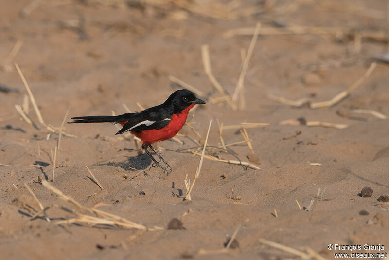 Crimson-breasted Shrike