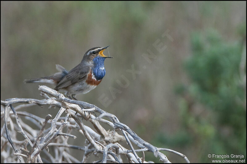 Bluethroat male adult, song