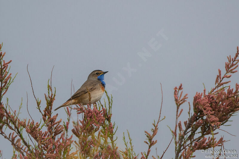 Bluethroat