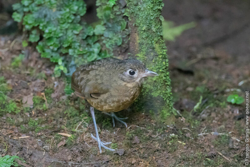 Plain-backed Antpitta