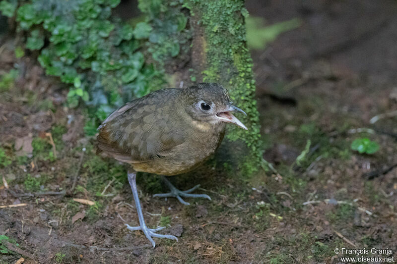 Plain-backed Antpitta