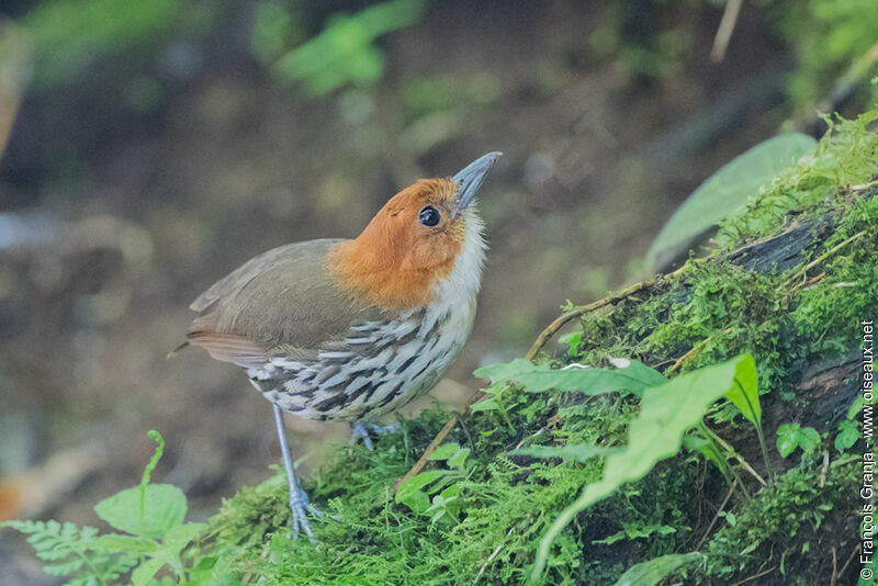 Chestnut-crowned Antpitta