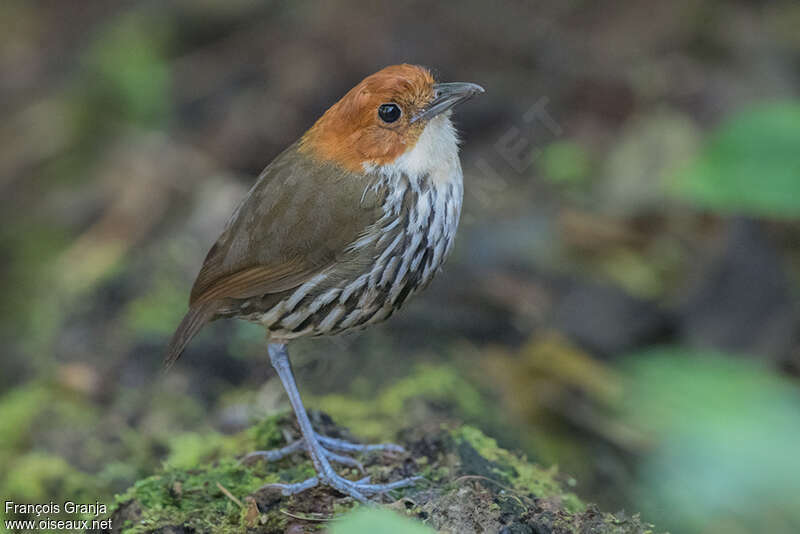 Chestnut-crowned Antpittaadult, identification