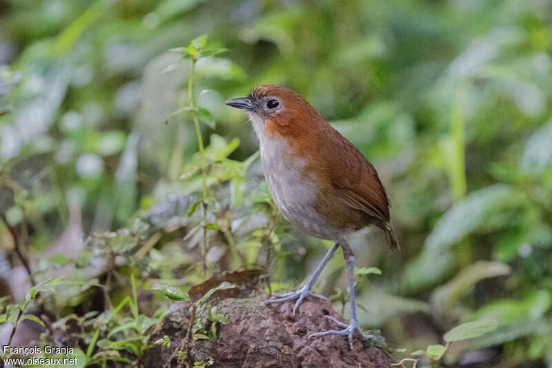 White-bellied Antpittaadult, identification