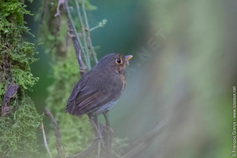 Ochre-breasted Antpitta