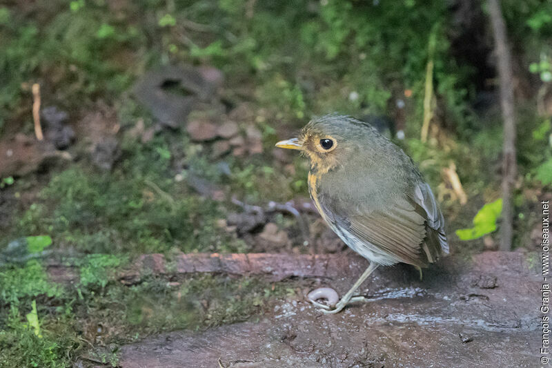 Ochre-breasted Antpitta