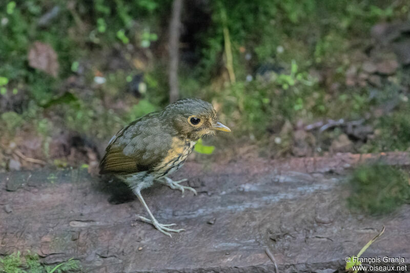 Ochre-breasted Antpitta