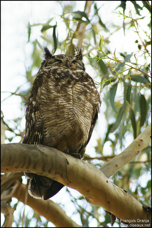 Spotted Eagle-Owl