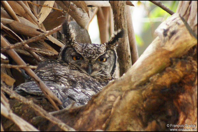 Spotted Eagle-Owl