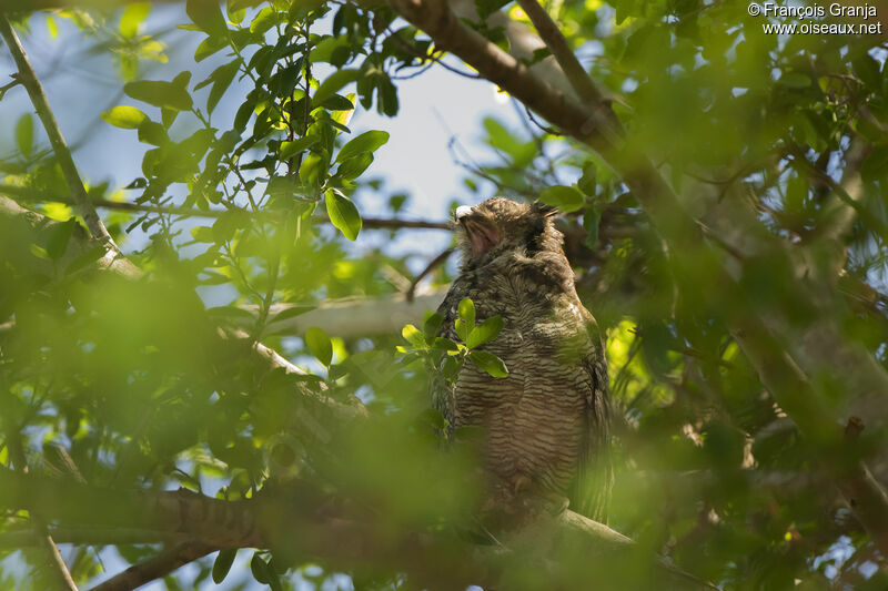 Great Horned Owl