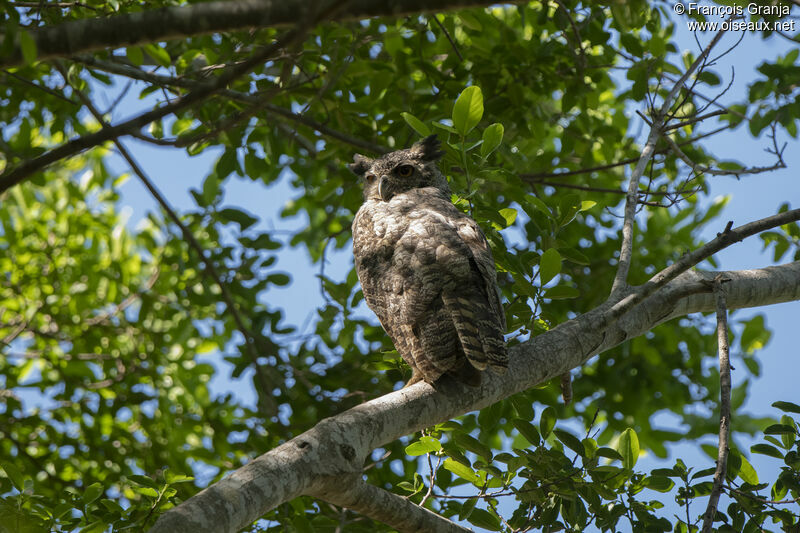 Great Horned Owl