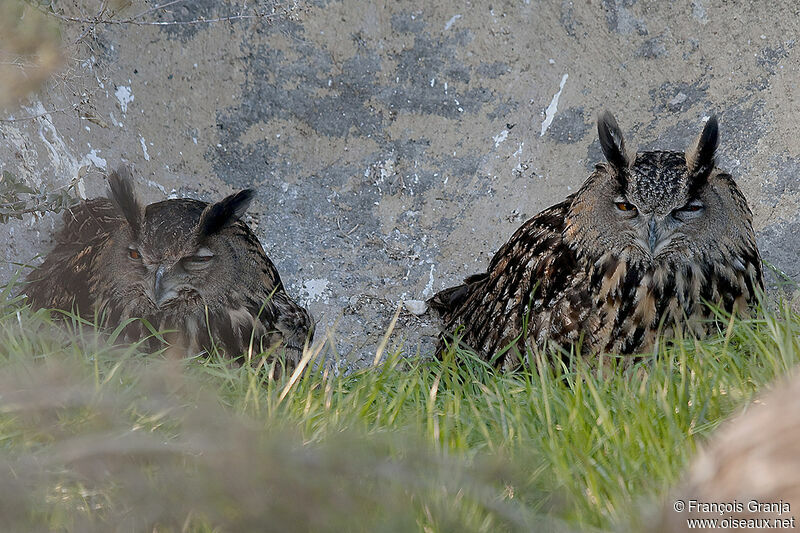 Eurasian Eagle-Owl 