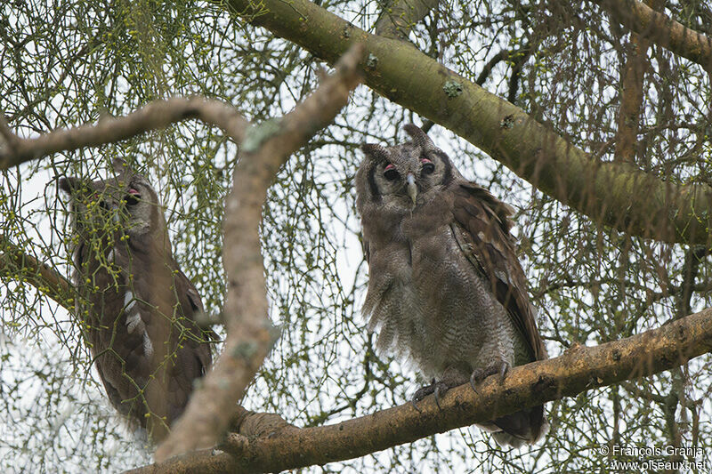 Verreaux's Eagle-Owl 