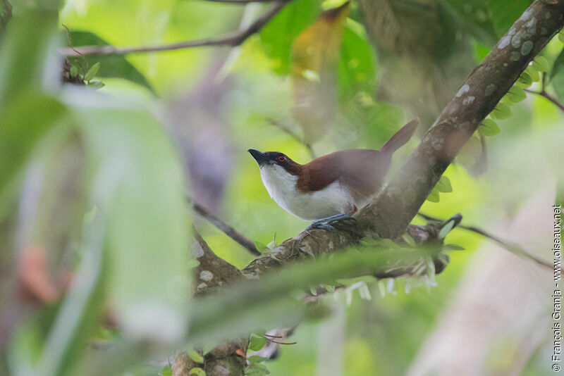 Great Antshrike female