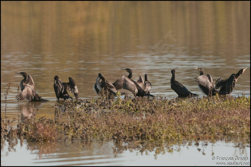 Grand Cormoranadulte