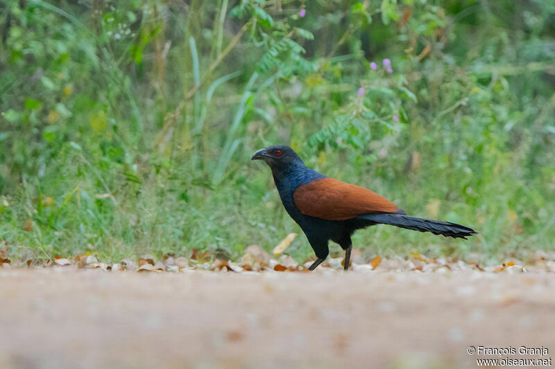 Greater Coucal