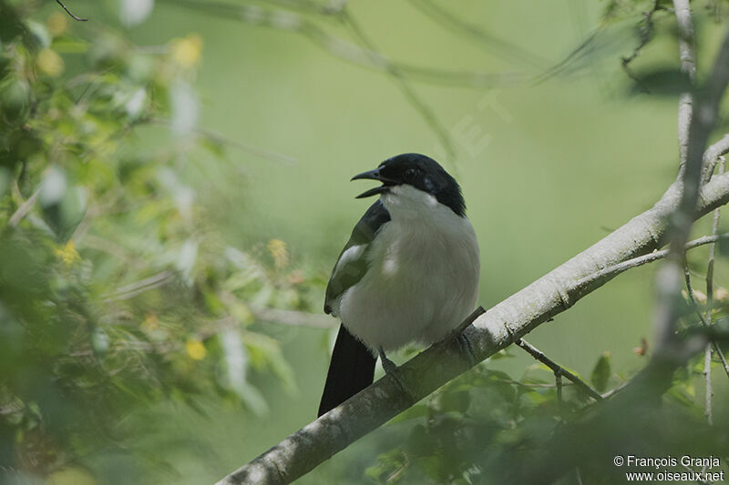 Tropical Boubouadult