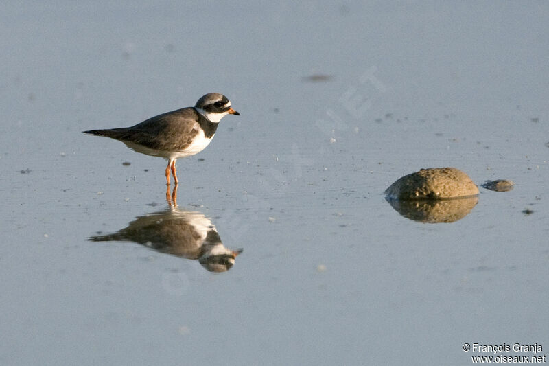 Common Ringed Ploveradult