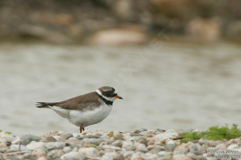 Common Ringed Ploveradult