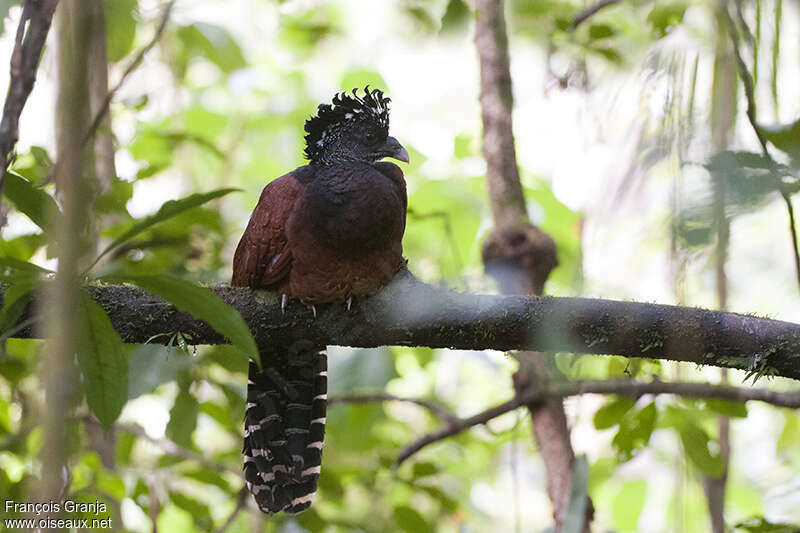 Great Curassow female adult, habitat, Behaviour