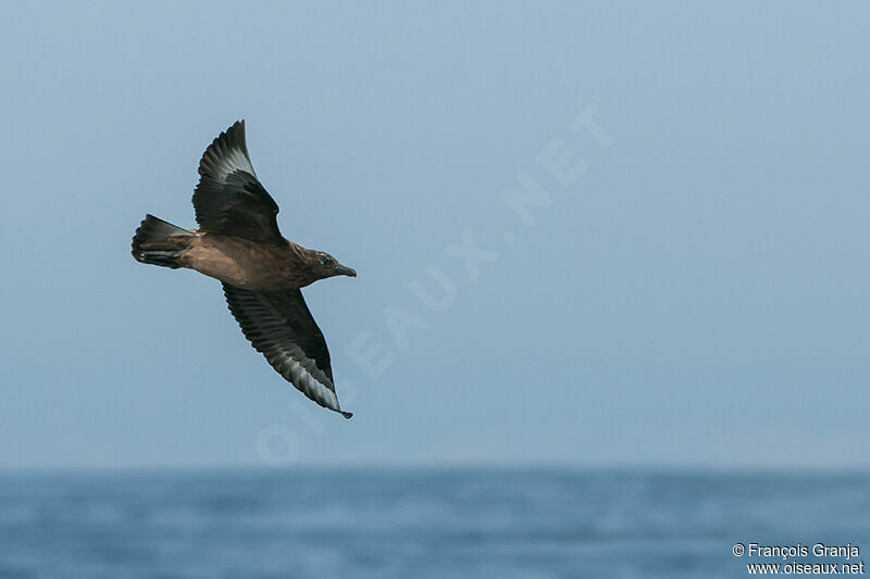 Great Skua