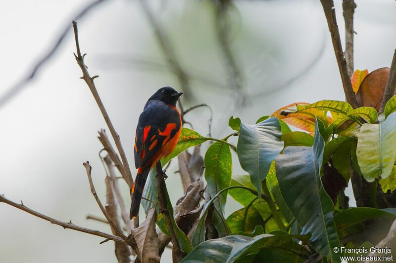 Grand Minivet mâle