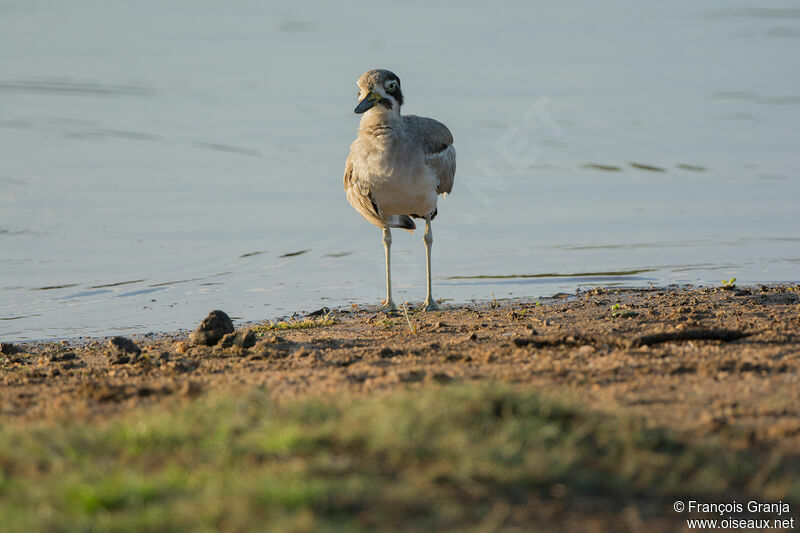 Great Stone-curlew