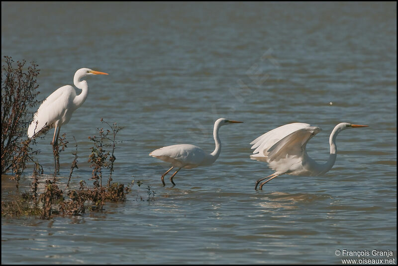 Great Egretadult