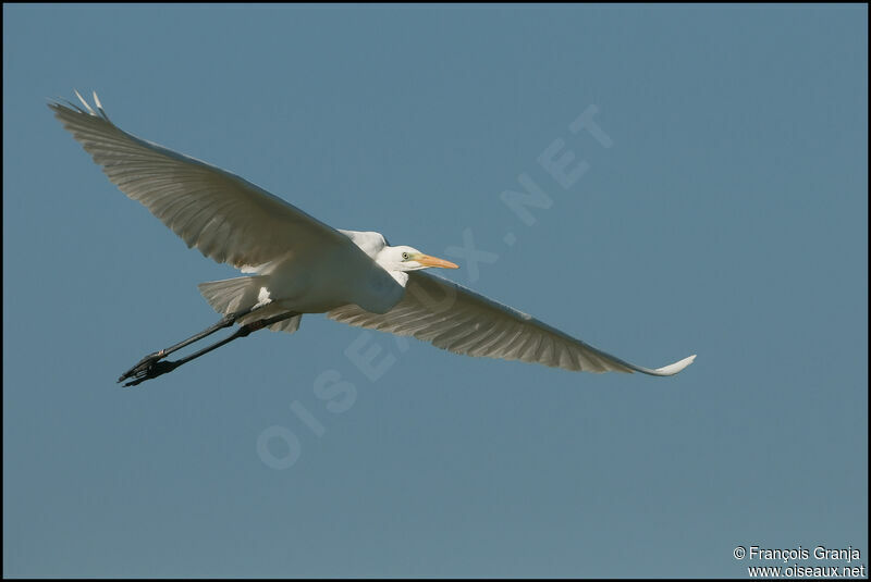 Great Egretadult, Flight