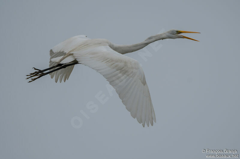 Great Egret