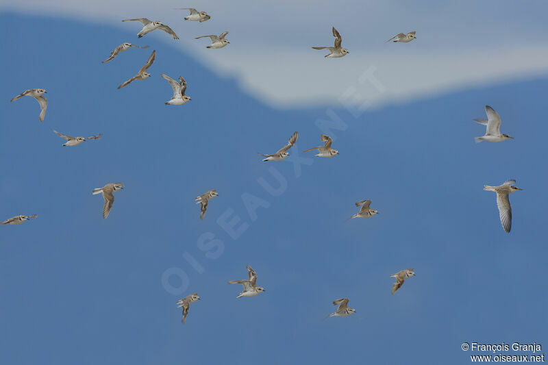 Kentish Plover