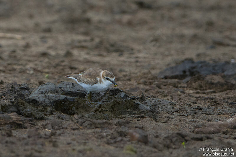 White-fronted Ploveradult