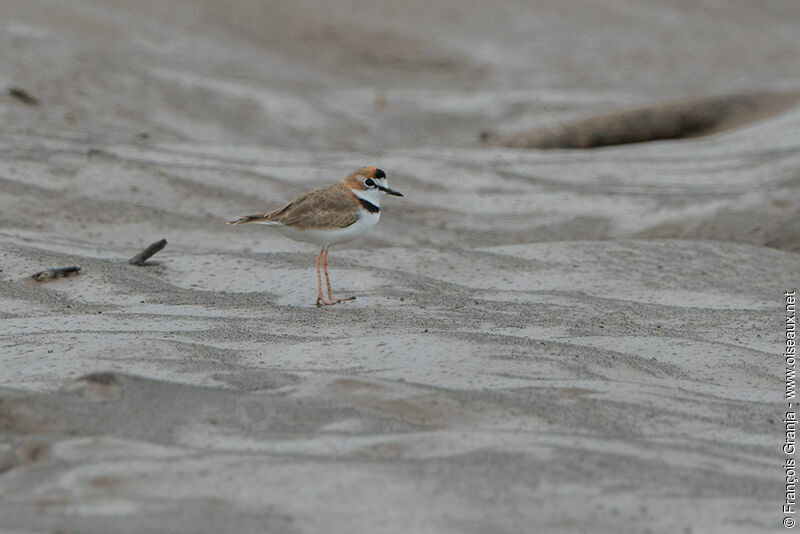 Collared Plover