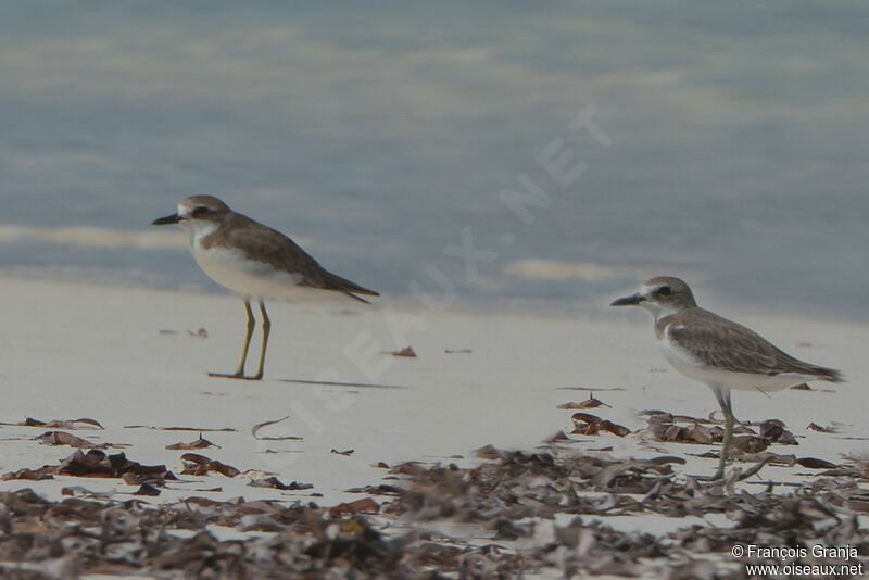 Greater Sand Ploveradult