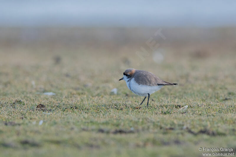 Puna Plover