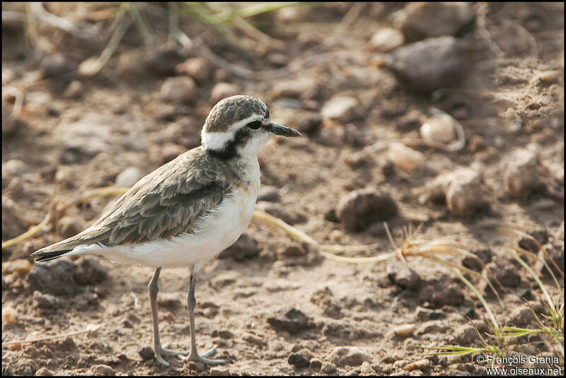 Gravelot pâtre