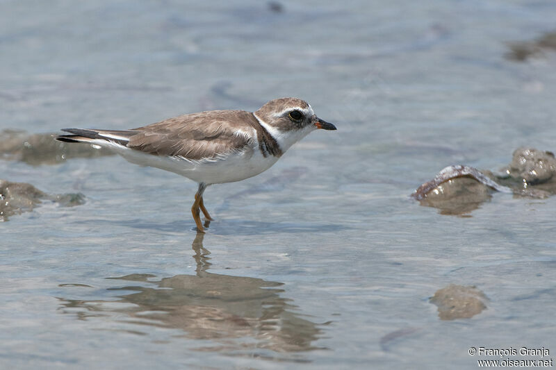 Semipalmated Ploveradult