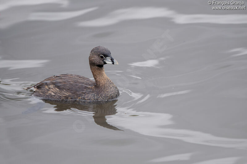 Pied-billed Grebe