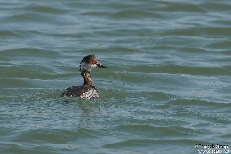 Black-necked Grebeadult