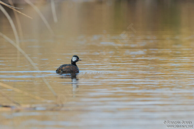 White-tufted Grebe